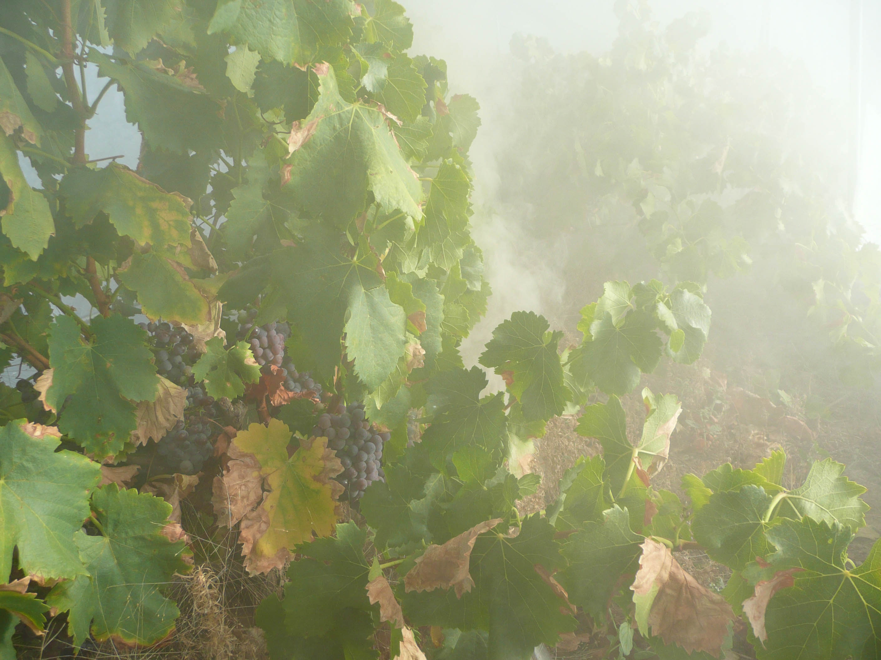 De-alcoholisation technology shows promise in reducing bushfire smoke taint in wine